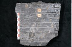 Foto (Detailansicht) von Sigillaria reniformis Brongniart (NHMW-GEO-2024-0188-11086)